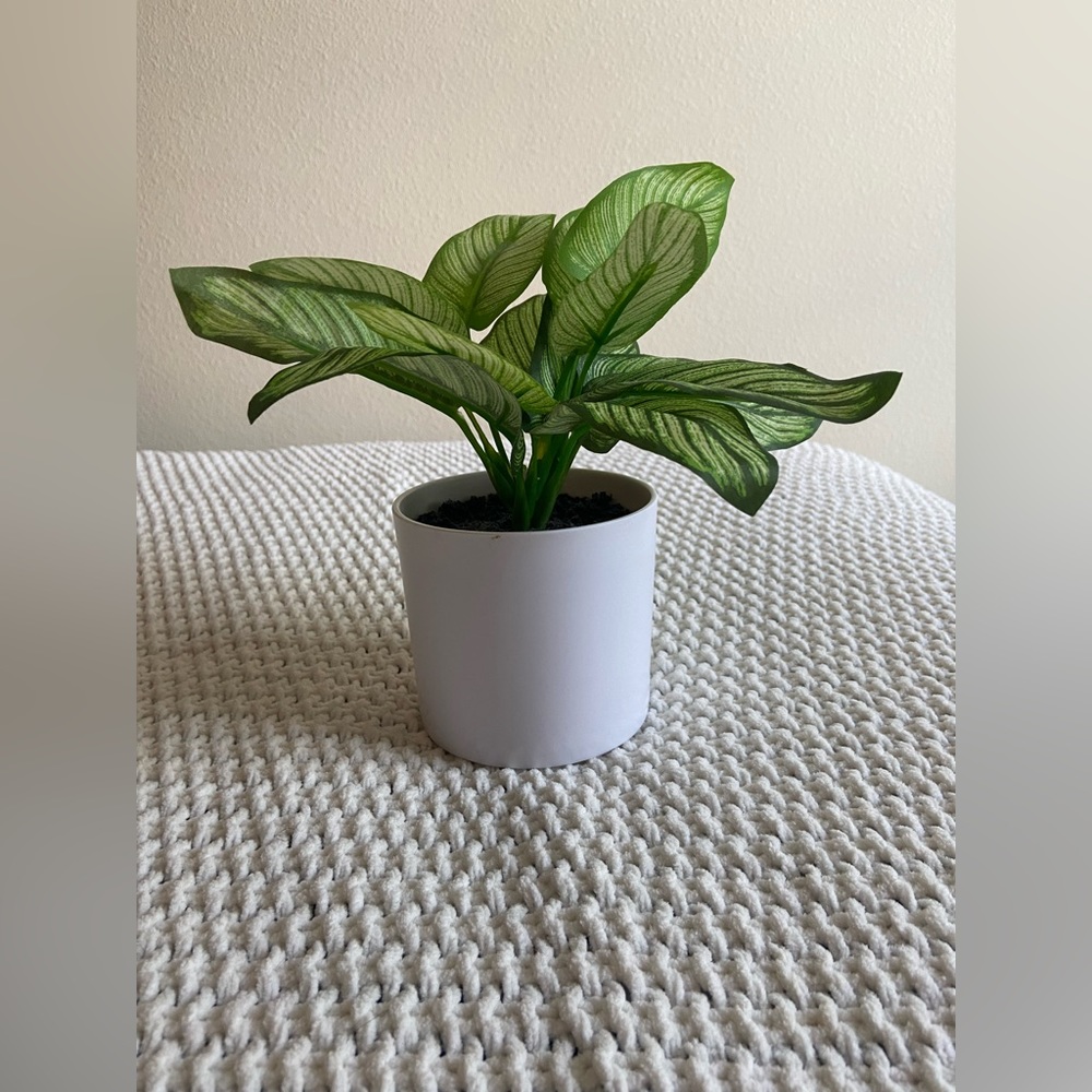 🌱 Plant 🌱
